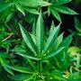 The Best Cannabis Strains of 2019: Highlife Cup