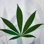 Beyond Buds, Next Generation: Marihuana-Konzentrate und Cannabis-Infusionen
