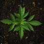 Microbioma y sustrato del cannabis.