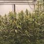 Modellprojekte: Frage & Antwort zur Konsumcannabis-Forschung