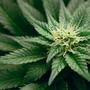 Drogenbeauftragter Streeck hat sich dafür ausgesprochen, in Pilotprojekten den legalen Verkauf von Cannabis zu erlauben.
