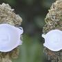 Cannabisbeurs GROWLANDS uitgesteld naar 2021