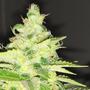 Cannabis News Deutschland, Schweiz und Österreich