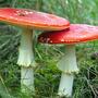 Psychedelika auf den Spuren von Cannabis?