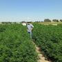 Harter Konkurrenzkampf um CBD-reiches Cannabis