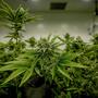 Coltivare marijuana in casa propria