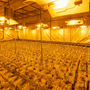 Signify aan de slag in de Cannabisindustrie