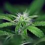 Cannabis Strain: La famiglia Peyote