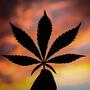 Ende des Cannabisverbots