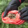 Cannabis-irland-process