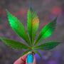 The Origins of 420