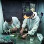Parámetros para cultivo de marihuana consejos.