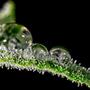 gocce di rugiada su una foglia di Cannabis
