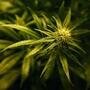 Cannabis als Psychedelikum