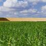 Cannabis 2022: un mercato in ascesa