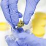 Scarti nella Cannabis medica, parlano i farmacisti