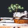 Cannabis autofiorente: arrivata per restare