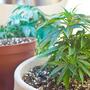 Coltivazione di cannabis: liberi tutti?