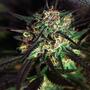 ¿Cuáles son los bioestimulantes para cannabis?