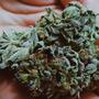 Haz tu cultivo orgánico de marihuana.