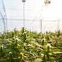"Hemp for a Thriving Economy": la canapa protagonista a Bruxelles per un futuro sostenibile