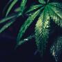 cannabis darkness