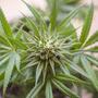 Haze, Skunk e Kush: tre genetiche che hanno fatto la storia