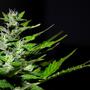 Il microdosaggio nel consumo di cannabis