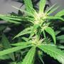 Cannabis-News Deutschland, Schweiz und Österreich