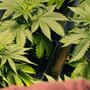 Destilación de extractos de cannabis