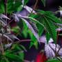 Cómo hacer una cosecha continua de cannabis todo el año.