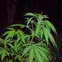 Trucos para fertilizar la marihuana.