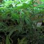 Dióxido de carbono para cultivo de cannabis casero