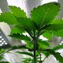 Coltivare cannabis indoor con kit di lampade a LED ampliabile