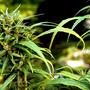 Come coltivare la marijuana all'aperto