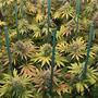 Limpieza de la sala de cultivo interior de marihuana al detalle.