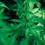 Considerazioni pratiche nella somministrazione ed i dosaggi della cannabis terapeutica