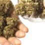 Cortar, secar y curar la marihuana.