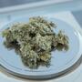 Cosecha, curado y trim de la marihuana