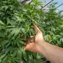 CBD: spettro completo o isolato? Una guida per orientarsi nel mondo della cannabis