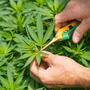 Grower a domicilio
