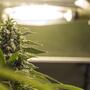 Vegetativo y floración indoor: halogenuro metálico y sodio alta presión.