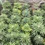 Cultivo de marihuana indoor en maceta pequeña.