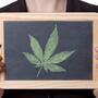 Debunking cannabis 2020