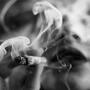 420: storia della celebrazione simbolo della cannabis