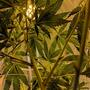 Talee di cannabis. Foto Drew Taylor, Unspalsh