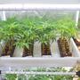 Beneficios del CO2 en la clonación de marihuana. Foto Matias Maxx.