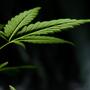 Patientenrecht und Cannabismedizin