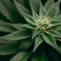 SPD: Cannabismodellprojekt in Apotheken