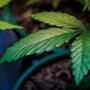 Cannabis. Grazie a Esteban Lopez per la foto